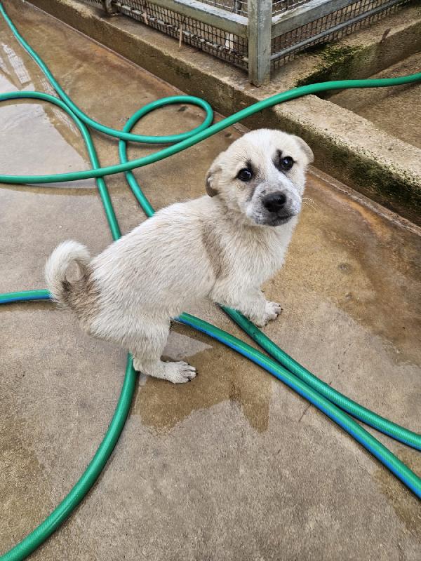 Roseto splendido dolce cucciolo cerca casa  Foto 5