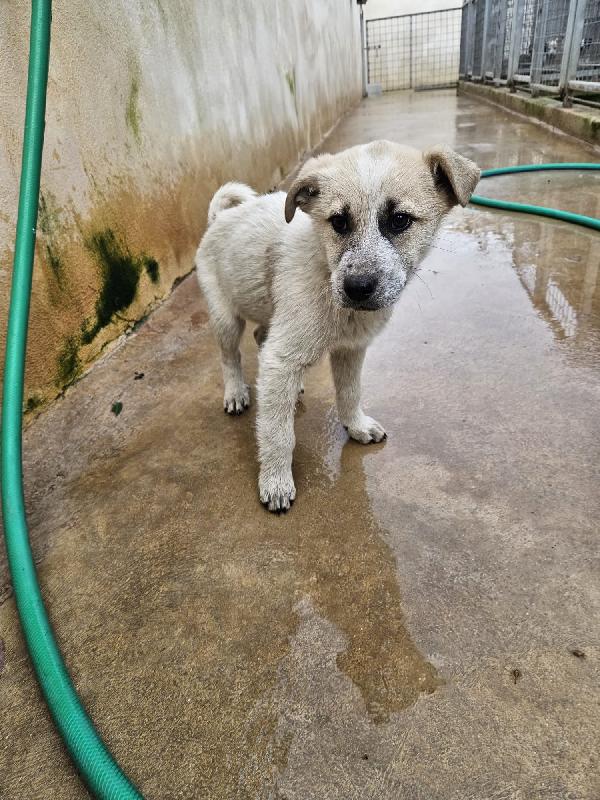 Roseto splendido dolce cucciolo cerca casa  Foto 6