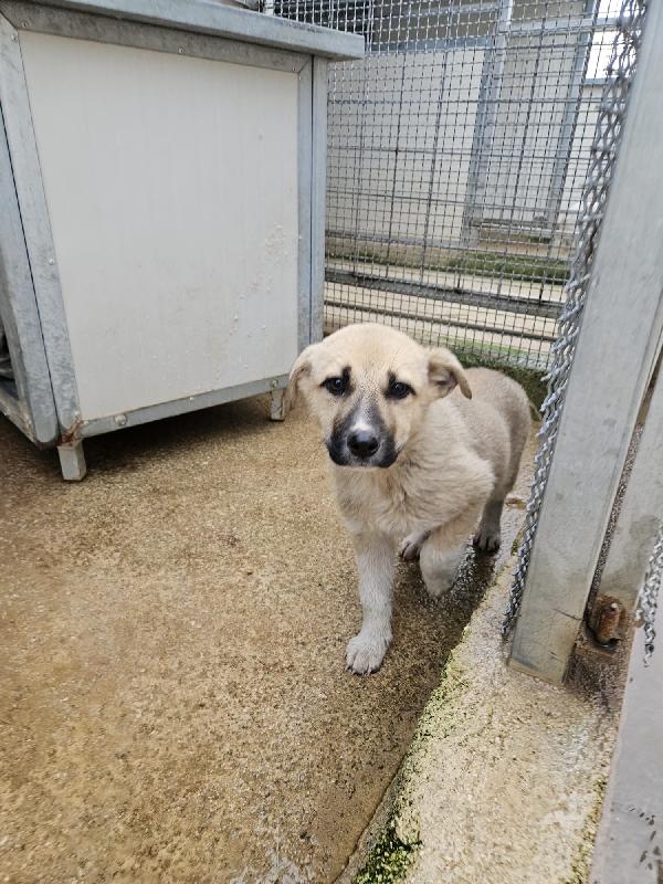 Giardino Splendido Dolce Cucciolo Cerca Casa 
