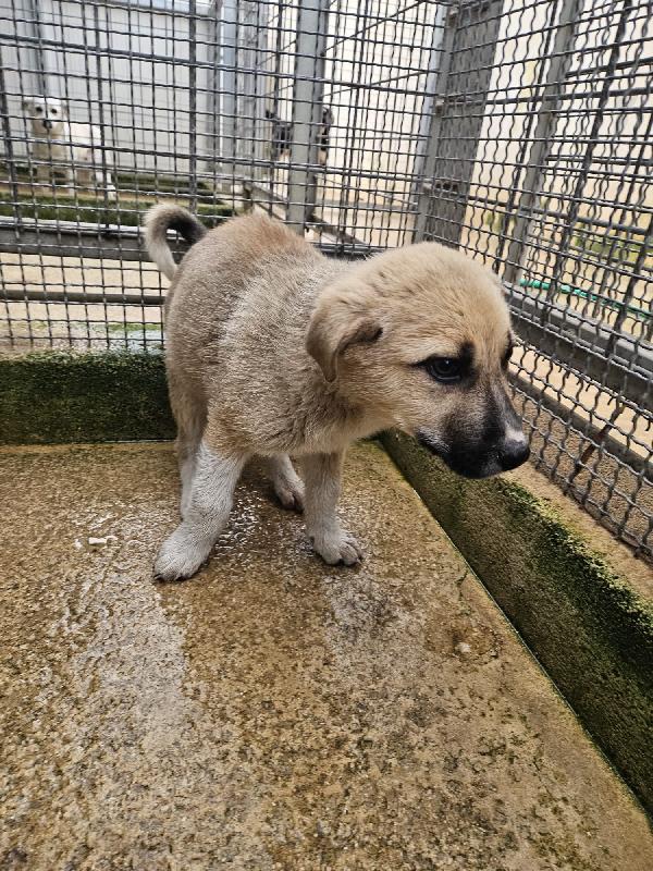 Giardino splendido dolce cucciolo cerca casa  Foto 4