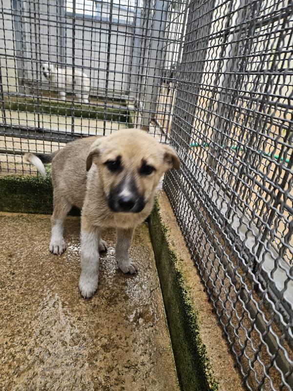 Giardino splendido dolce cucciolo cerca casa  Foto 5