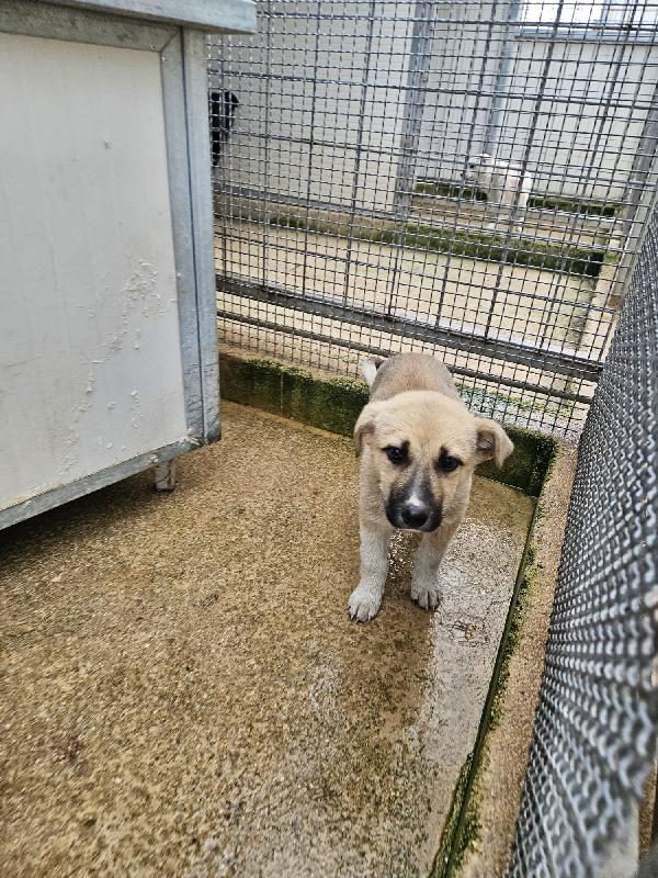 Giardino splendido dolce cucciolo cerca casa  Foto 7