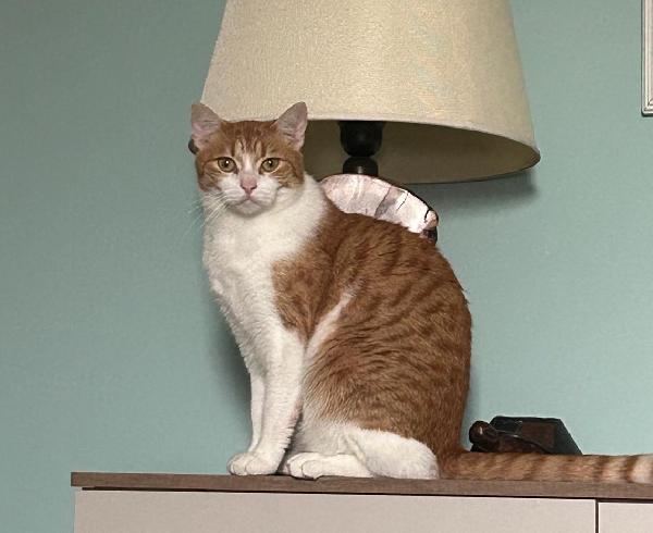 JAMIE e EMY , adorabili gatti da adottare! Foto 2