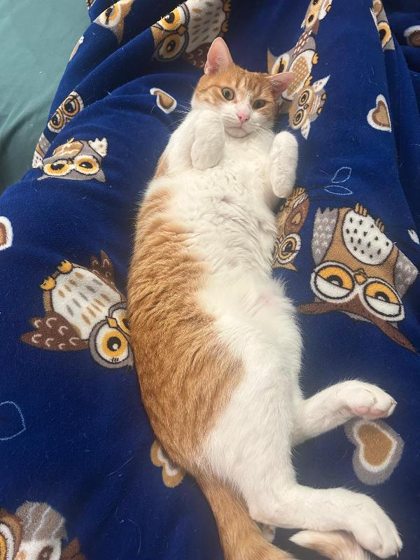 JAMIE e EMY , adorabili gatti da adottare! Foto 8