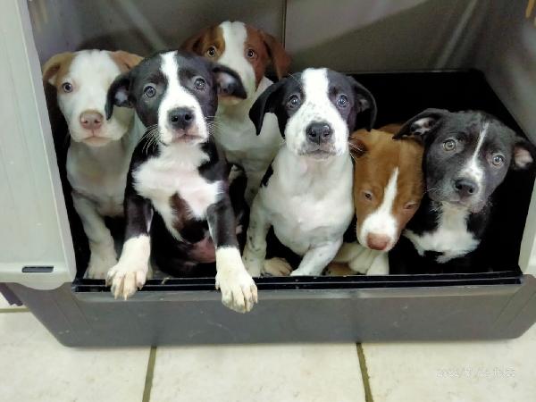 La Carica Dei 6 Fratelloni Mix Pitbull 