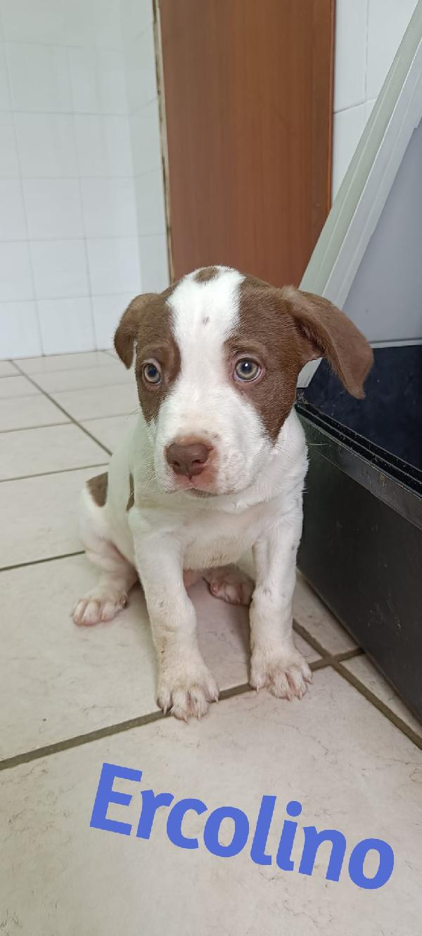 La carica dei 6 fratelloni mix pitbull  Foto 4