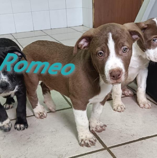 La carica dei 6 fratelloni mix pitbull  Foto 5