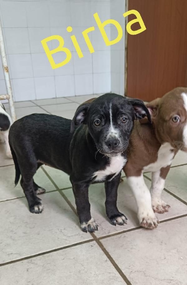 La carica dei 6 fratelloni mix pitbull  Foto 6
