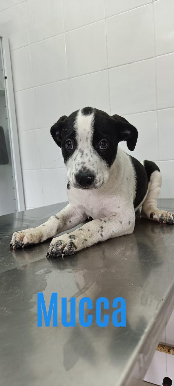 La carica dei 6 fratelloni mix pitbull  Foto 7