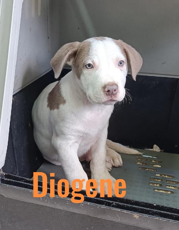 La carica dei 6 fratelloni mix pitbull  Foto 8