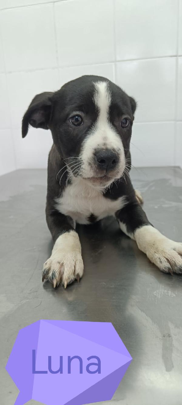 La carica dei 6 fratelloni mix pitbull  Foto 9