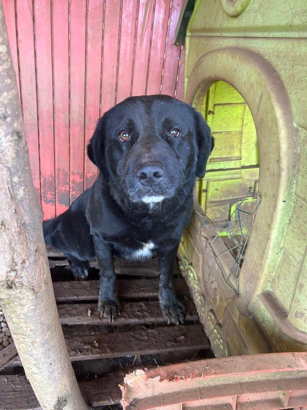Toby Splendido Cagnolone Nero Cerca Casa 
