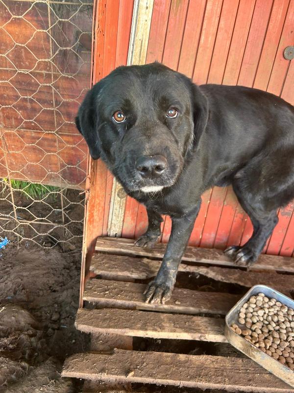 TOBY SPLENDIDO CAGNOLONE NERO CERCA CASA  Foto 2