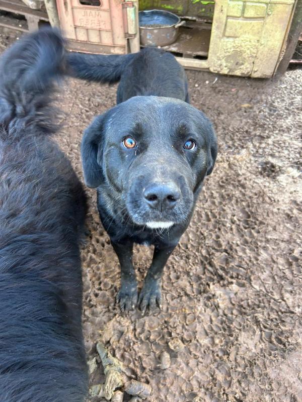 TOBY SPLENDIDO CAGNOLONE NERO CERCA CASA  Foto 7