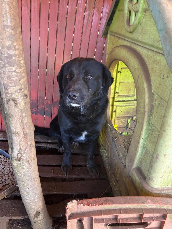 TOBY SPLENDIDO CAGNOLONE NERO CERCA CASA  Foto 8