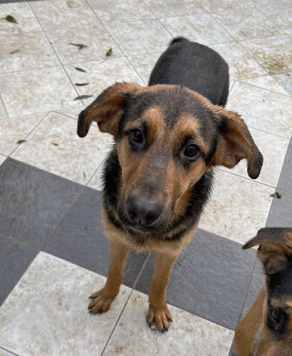 ATTILA ASPETTA UNA MAMMA  Foto 2