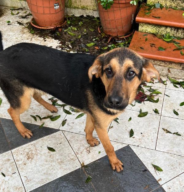 ATTILA ASPETTA UNA MAMMA  Foto 3