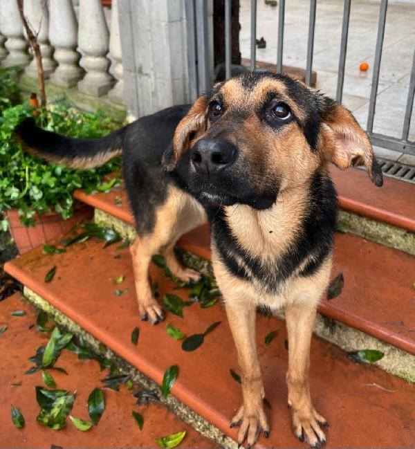 ATTILA ASPETTA UNA MAMMA  Foto 4