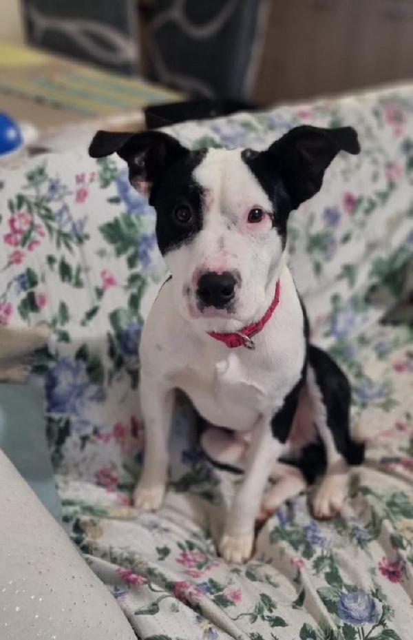 Jack Cucciolo Mix Amstaff 