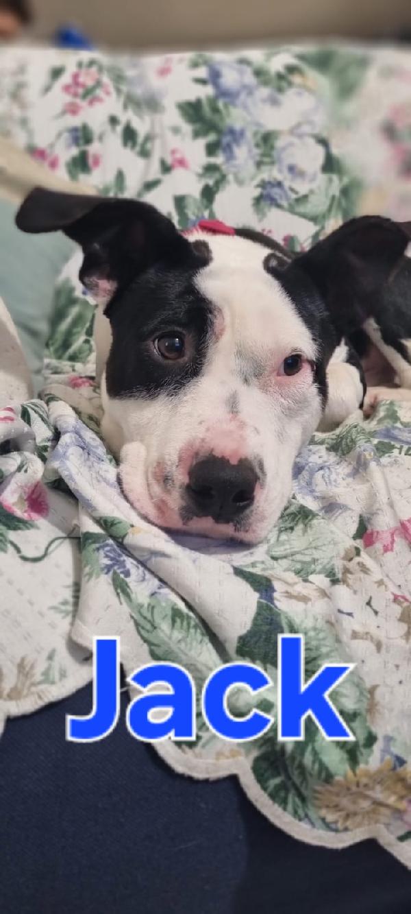 JACK CUCCIOLO MIX AMSTAFF  Foto 2