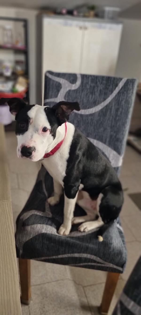 JACK CUCCIOLO MIX AMSTAFF  Foto 3