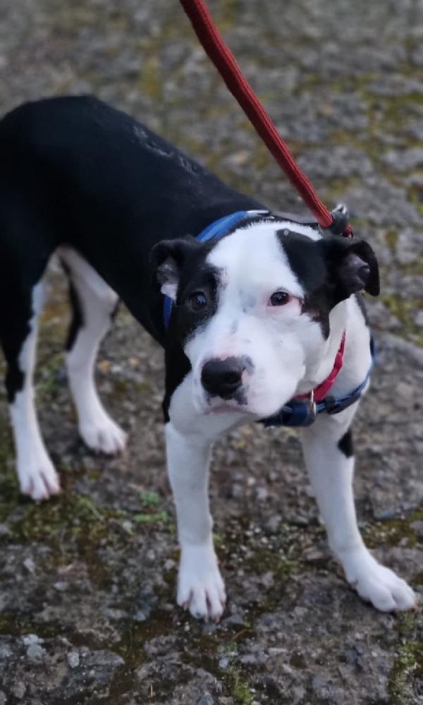 JACK CUCCIOLO MIX AMSTAFF  Foto 4