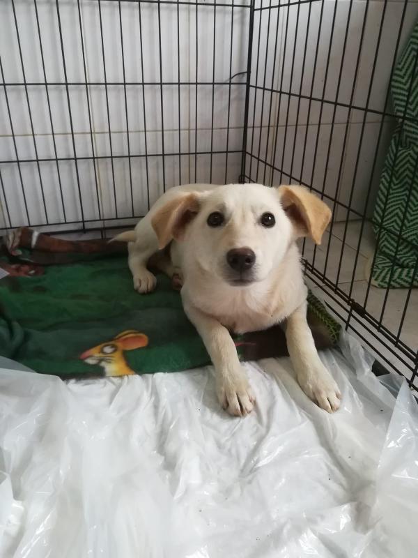 UNA MAMMA PER MERLINO Foto 4