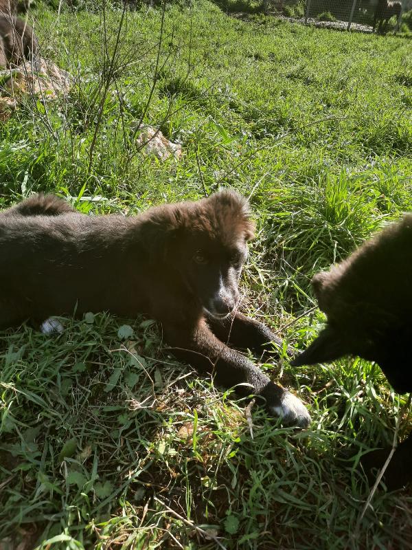 4 cuccioli in cerca di casa  Foto 2