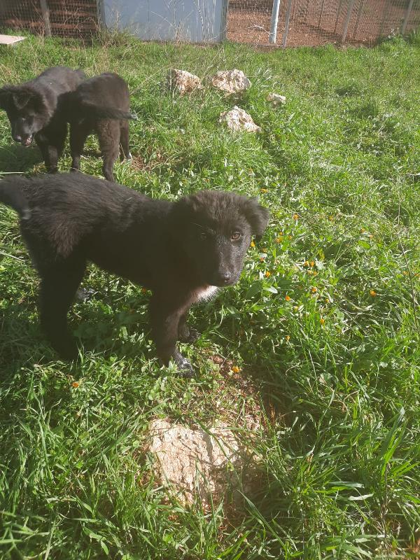 4 cuccioli in cerca di casa  Foto 3