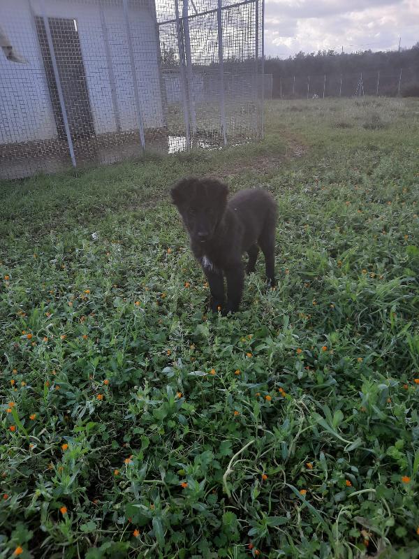 4 cuccioli in cerca di casa  Foto 4