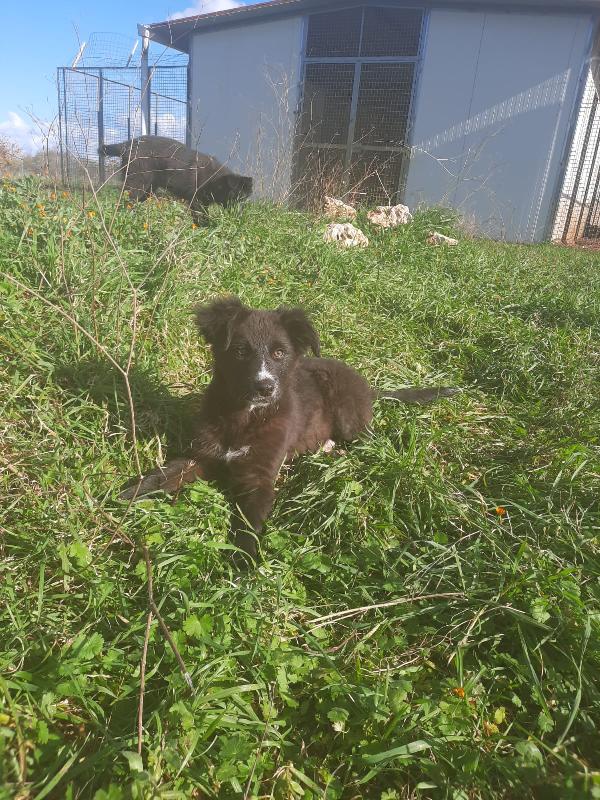 4 cuccioli in cerca di casa  Foto 5