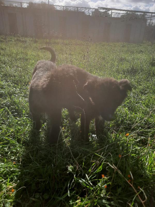 4 cuccioli in cerca di casa  Foto 6