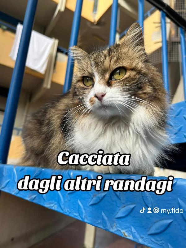 Micia Anziana Cacciata Dagli Altri Randagi