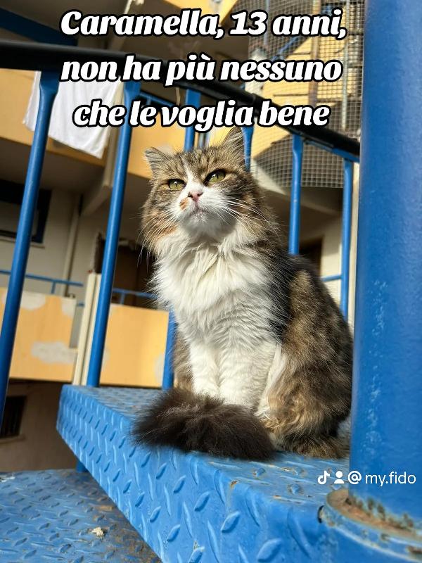 Micia anziana cacciata dagli altri randagi Foto 2