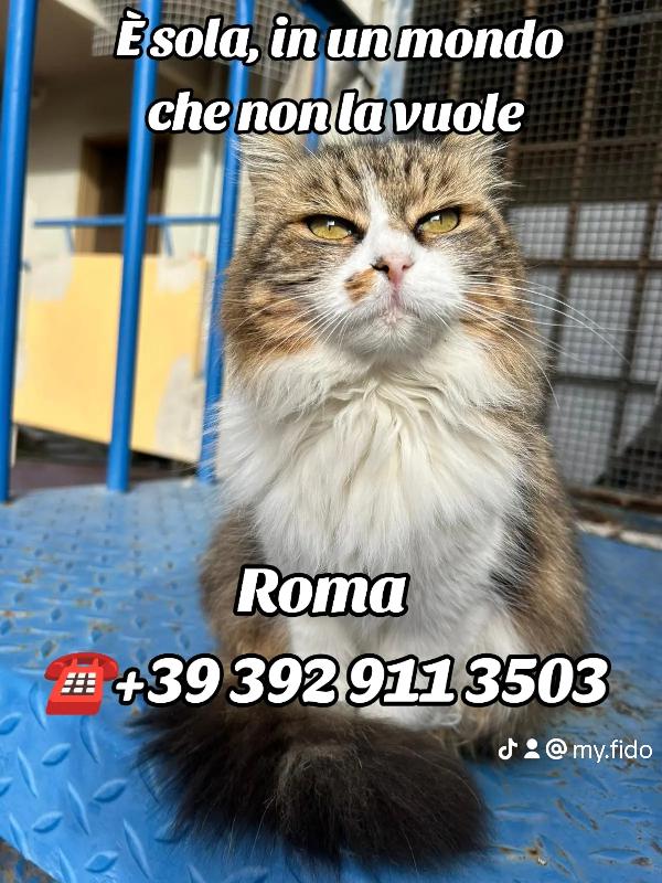 Micia anziana cacciata dagli altri randagi Foto 4