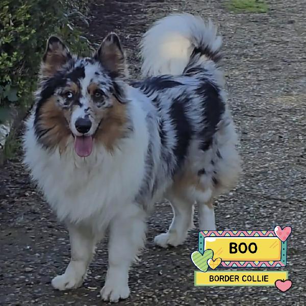 Boo  Border Collie Mantello Blu Merle Cerca Casa - In Adozione