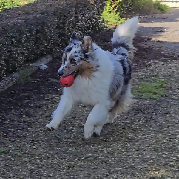 BOO  border collie mantello blu merle cerca casa - in adozione Foto 2
