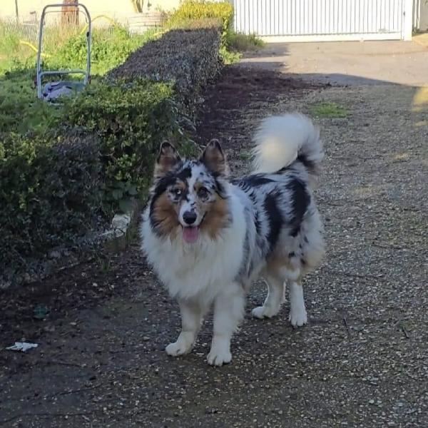 BOO  border collie mantello blu merle cerca casa - in adozione Foto 3