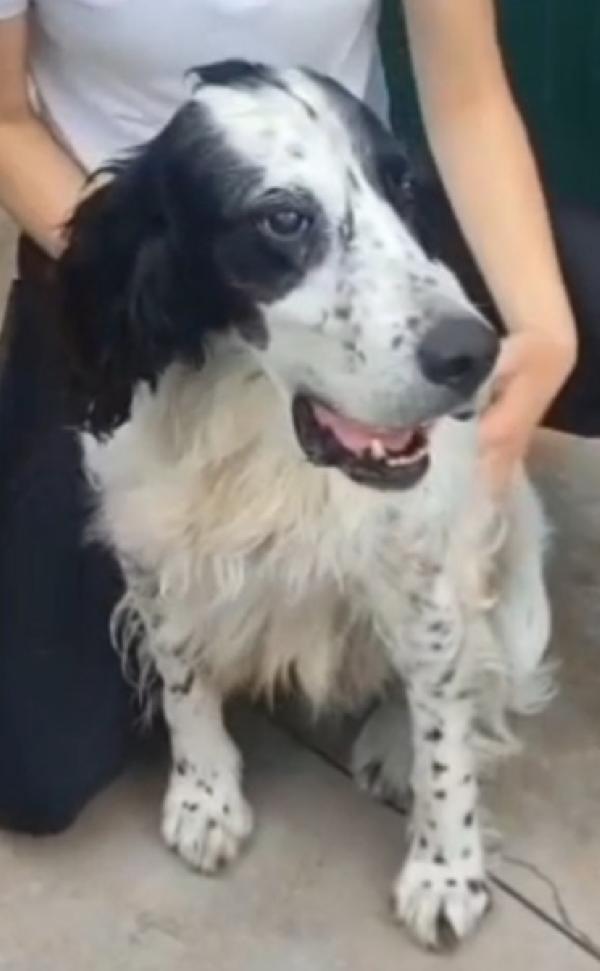 Setter 11anni ipovedente salito 1anno fa.BRESCIA Foto 3