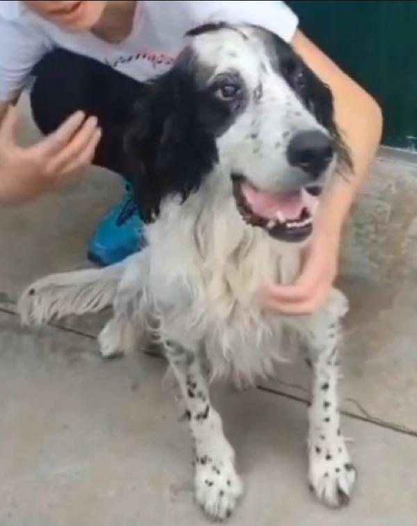 Setter 11anni ipovedente salito 1anno fa.BRESCIA Foto 4