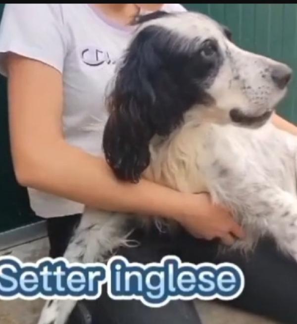 Setter 11anni ipovedente salito 1anno fa.BRESCIA Foto 5