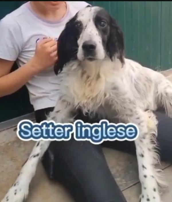 Setter 11anni ipovedente salito 1anno fa.BRESCIA Foto 6