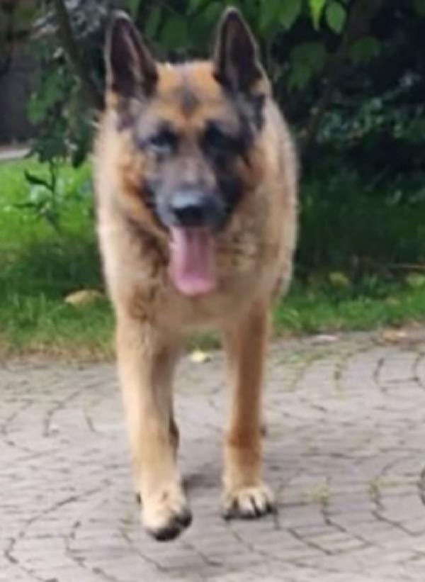 Pastore Tedesco 10anni mangiava solo minestra..a catena x anni denutrito Foto 2