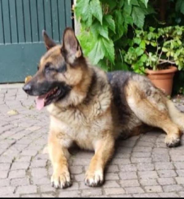 Pastore Tedesco 10anni mangiava solo minestra..a catena x anni denutrito Foto 4