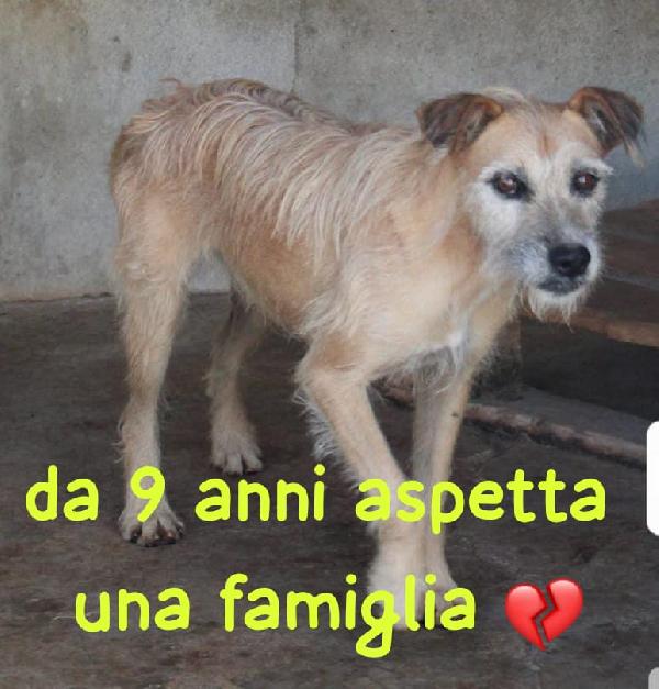 POLDO 9 ANNI SIMIL SPINONE taglia media Foto 2