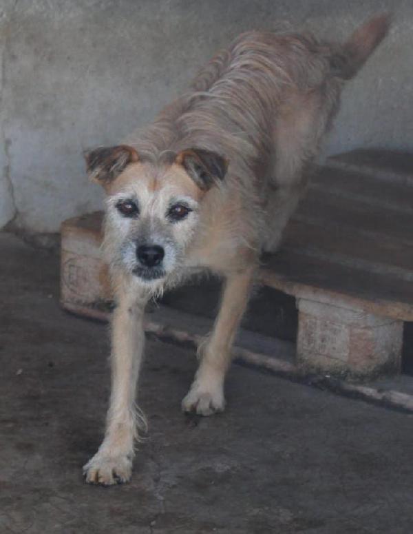 POLDO 9 ANNI SIMIL SPINONE taglia media Foto 3