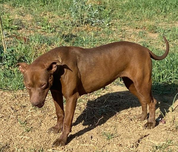 Zena Pitbull Red Nose 4anni da tempo in canile SUD Foto 2