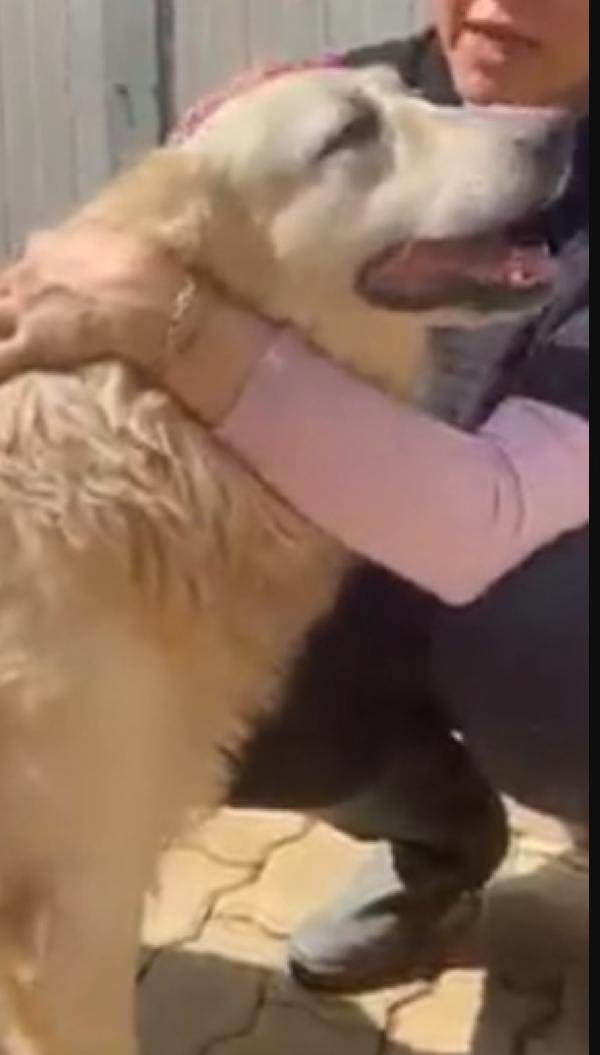 Mix Golden quasi 7anni ENTRATO A 3MESI IN CANILE!! Foto 2