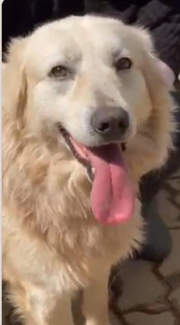 Mix Golden quasi 7anni ENTRATO A 3MESI IN CANILE!! Foto 3