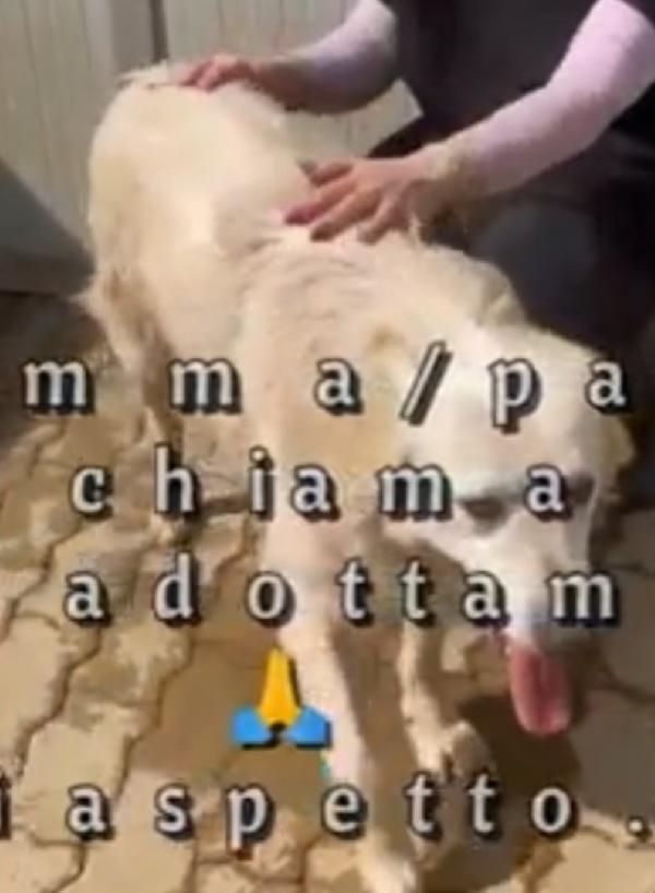 Mix Golden quasi 7anni ENTRATO A 3MESI IN CANILE!! Foto 4